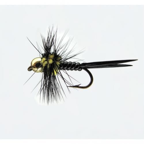 Jenzi Nymphe Goldk. Montana 12