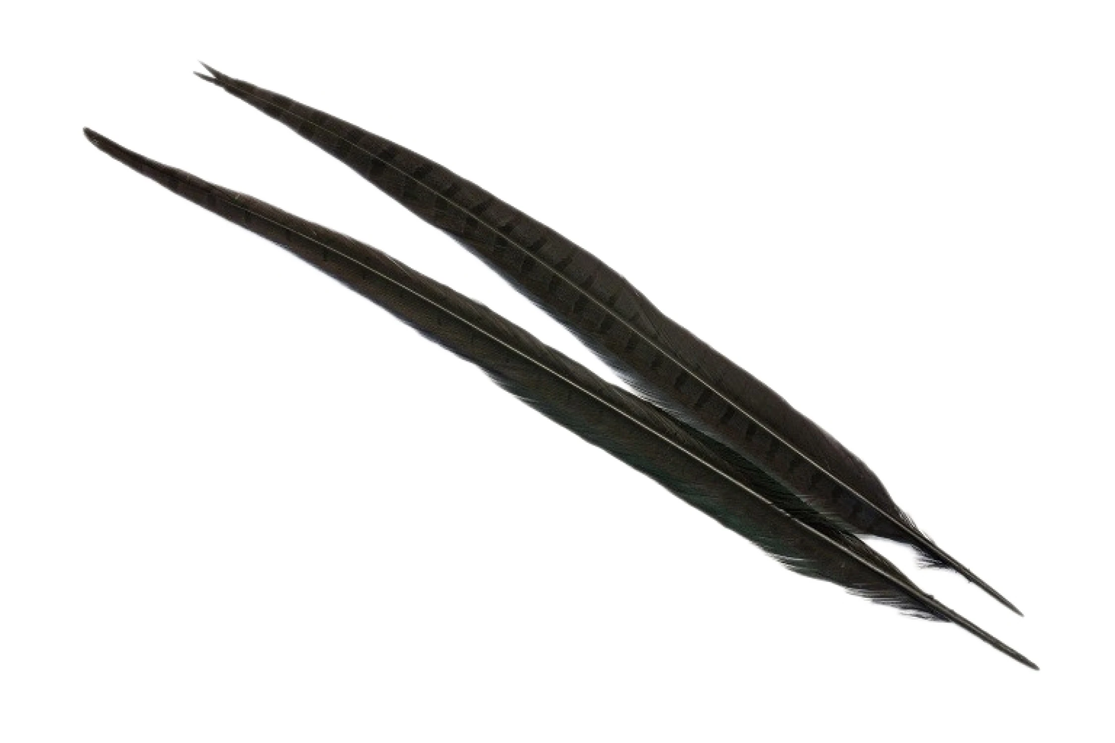 Veniard Fasanenstoßfeder