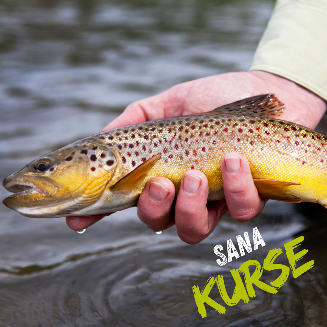 Sana Kurs