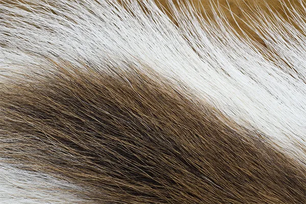 Veniard Bucktail Whole